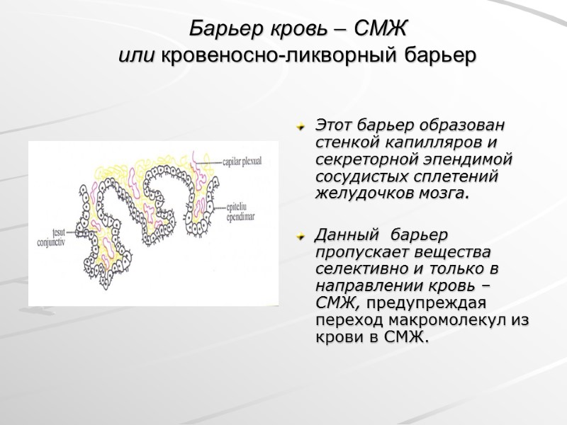 Барьер кровь – СМЖ  или кровеносно-ликворный барьер Этот барьер образован стенкой капилляров и